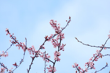 Dancing Pink Cherry Blossoms and Blue Sky