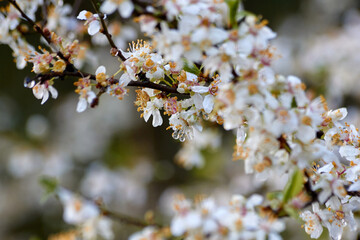 Raindrops on White Cherry Blossoms
