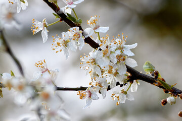 Drops of Rain on White Cherry Blossom Flowers