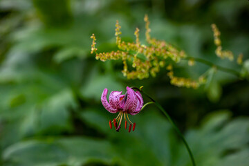 Lilium martagon flower growing in forest, close up