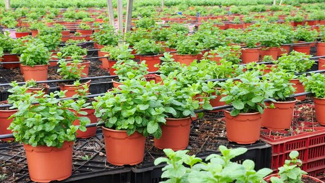 Image of a fragrant organic mint growing in pots in a greenhouse. High quality 4k footage