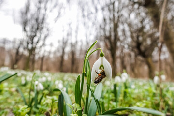 bee in the blossom of a fresh snowdrop in the spring