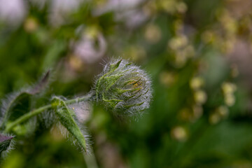 Obraz premium Hieracium villosum flower growing in mountains 