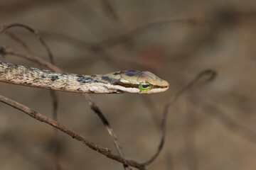 Southern Vine Snake (Thelotornis capensis)