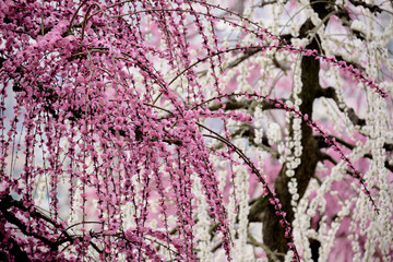 風景素材　陽光に映える綺麗な枝垂れ梅の花
