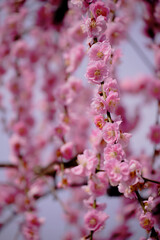 風景素材　陽光に映える綺麗な枝垂れ梅の花