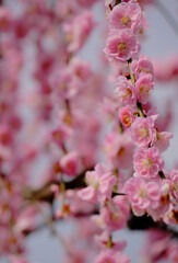 風景素材　陽光に映える綺麗な枝垂れ梅の花