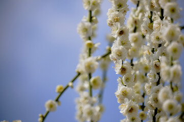 風景素材　陽光に映える綺麗な枝垂れ梅の白い花