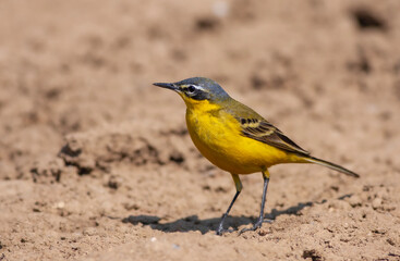 little bird on the ground, Western Yellow Wagtail, Motacilla flava