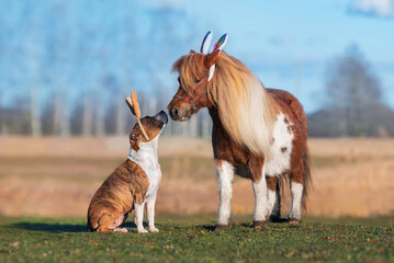 Pony and dog with bunny ears on their heads. Funny Easter bunnies. - 580532619