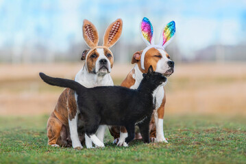 Two dogs with bunny ears on their heads together with a cat. Funny Easter bunnies. - 580532667