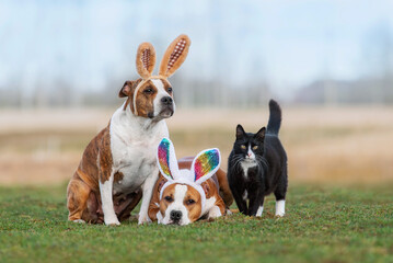 Two dogs with bunny ears on their heads together with a cat. Funny Easter bunnies. - 580532670