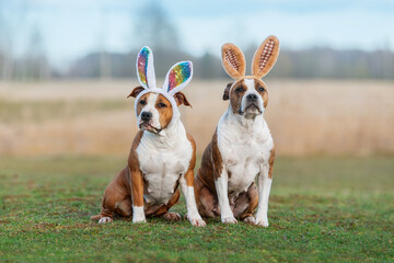 Two dogs with bunny ears on their heads. Funny easter bunnies.