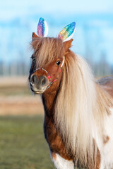 Lovely shetland pony with bunny ears on its head. Funny Easter bunny.