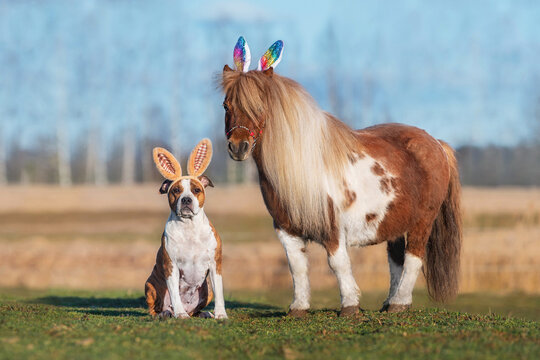 Pony and dog with bunny ears on their heads. Funny Easter bunnies.