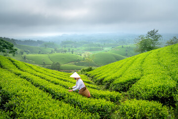 Ethnic Muong woman harvesting green tea on Long Coc tea hill, Phu Tho province, Vietnam