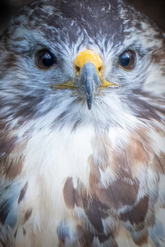 closeup vertical portrait of a common buzzard