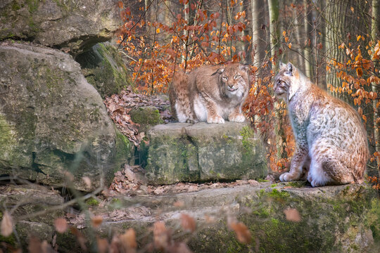 two lynx cats sitting on rocks in a fall colored forest