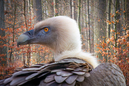 portrait of a griffon vulture in the forest