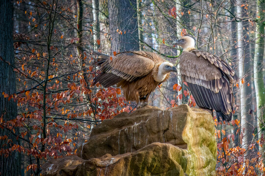 two griffon vultures pearche on a rock in the forest