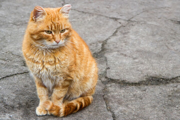 Fototapeta premium A sad homeless ginger cat sits on cracked asphalt. Adult red cat. Horizontal image with free space.