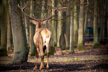 A stag buck red deer, elk looking into the forest.