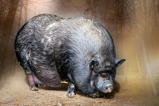 closeup of a pot bellied pig standing in the sunlight