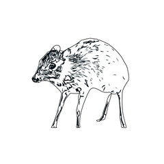 black and white sketch of a mouse deer with transparent background