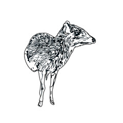 black and white sketch of a mouse deer with transparent background