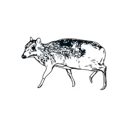 black and white sketch of a mouse deer with transparent background
