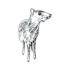 black and white sketch of a mouse deer with transparent background