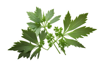 Fototapeta premium Fresh green organic lovage leaves, transparent image without background, isolated, created with Generative AI