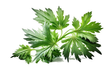 Fototapeta premium Fresh green organic lovage leaves, transparent image without background, isolated, created with Generative AI