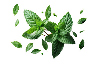 Fresh green organic mint leaves, transparent image without background, isolated, created with Generative AI
