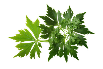 Fresh green organic lovage leaves, transparent image without background, isolated, created with Generative AI