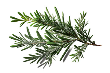Fresh green organic rosemary leaves, transparent image without background, isolated, created with Generative AI
