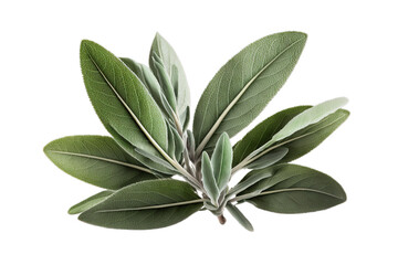 Fresh green organic sage leaves, transparent image without background, isolated, created with Generative AI