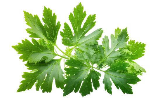 Fresh green organic lovage leaves, transparent image without background, isolated, created with Generative AI