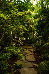 Tropical path in rainforest full of branches, green colors and large trees. Lush Green Jungle Natural background