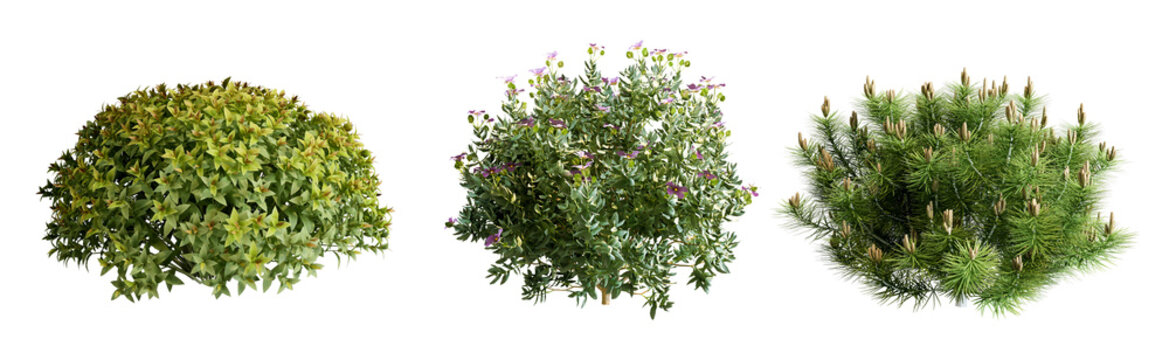 Plant and shrubs in 3d rendering isolated