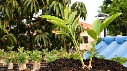plant a Alpinia galanga in the garden