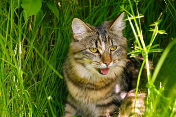 Cat languishes in the heat lying on the ground with its tongue out. Tabby domestic cat on a walk outdoors. The cat is sitting in green grass with open mouth. Walk with a pet cat summer heat.