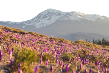 Blurred crocuses meadow with snow capped mountains isolated PNG photo with transparent background