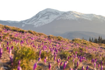 Blurred crocuses meadow with snow capped mountains isolated PNG photo with transparent background