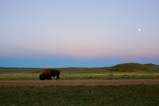 American bison on grassy field against clear sky during sunset