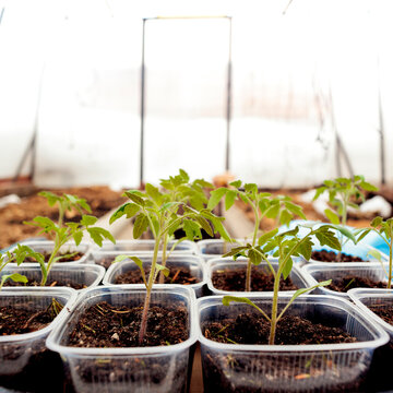 Close-up of seedlings in containers arranged at plant nursery