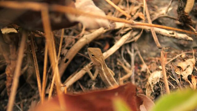 Tropical Oriental Garden Lizard aslo known as Calotes Versicolor 4K Slow Motion Asian Wild Life Concept Footage, Thailand.