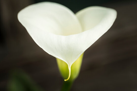 Fototapeta Close-up of white flower