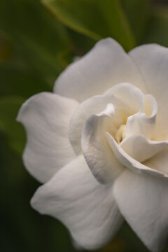 Fototapeta Close-up of white flower blooming in park