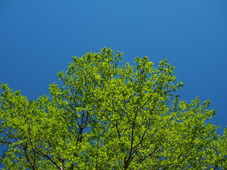 Fresh green leaves against blue sky.